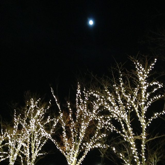 Read more about the article 静かで強い存在