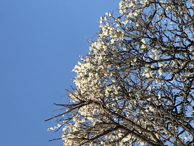 Read more about the article 春が来た～！