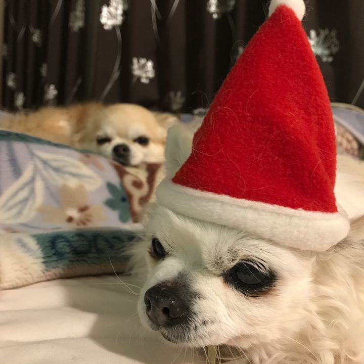 Read more about the article メリークリスマス@ 隠れ家サロン アンシャンテ