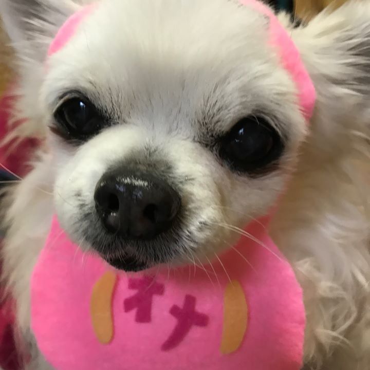 Read more about the article ワンダフルだるま