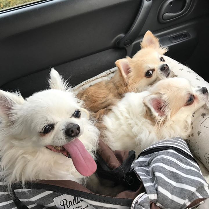 Read more about the article 今日はお天気良かったから、空き時間でお散歩付き合ってもらいました