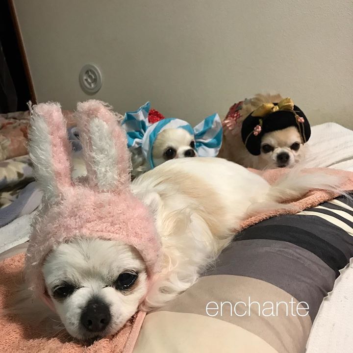 Read more about the article 皮膚は「心の鏡」「内臓の鏡」「環境の鏡」☆こんにちは！仙台エステアンシャンテの梶原です。