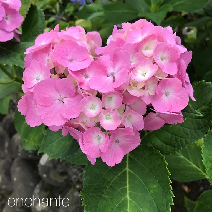 Read more about the article 超ー（腸）おブスにはご用心☠️