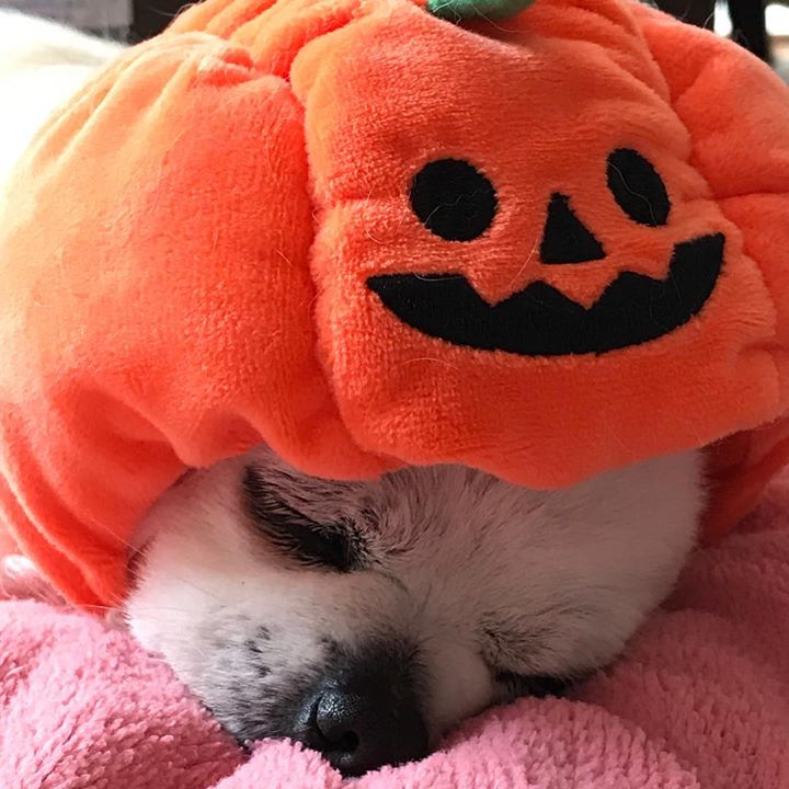 Read more about the article Happy Halloween