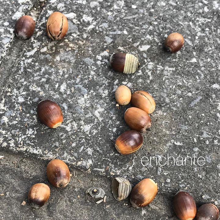 Read more about the article どんぐりがいっぱい