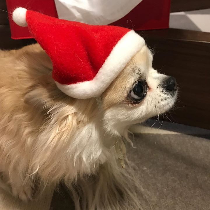 Read more about the article merry Christmas