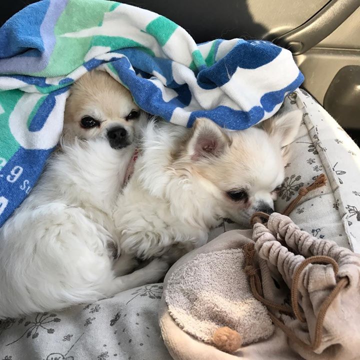 Read more about the article ふらーっと鳥海山