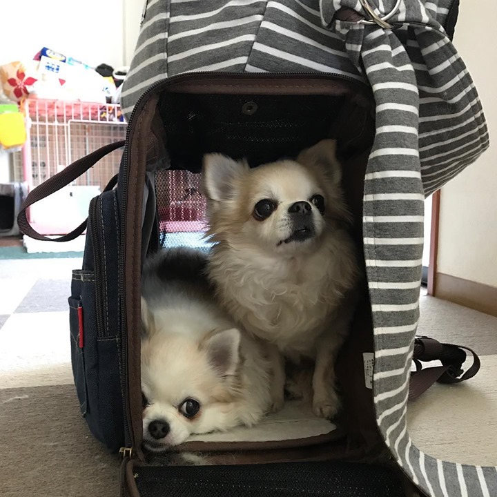 Read more about the article お出かけ待ち