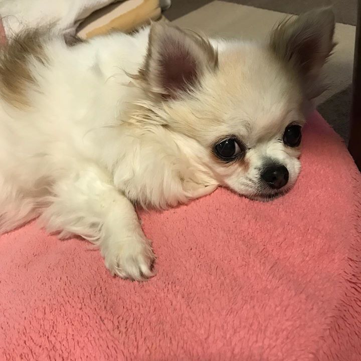 Read more about the article モウコさん