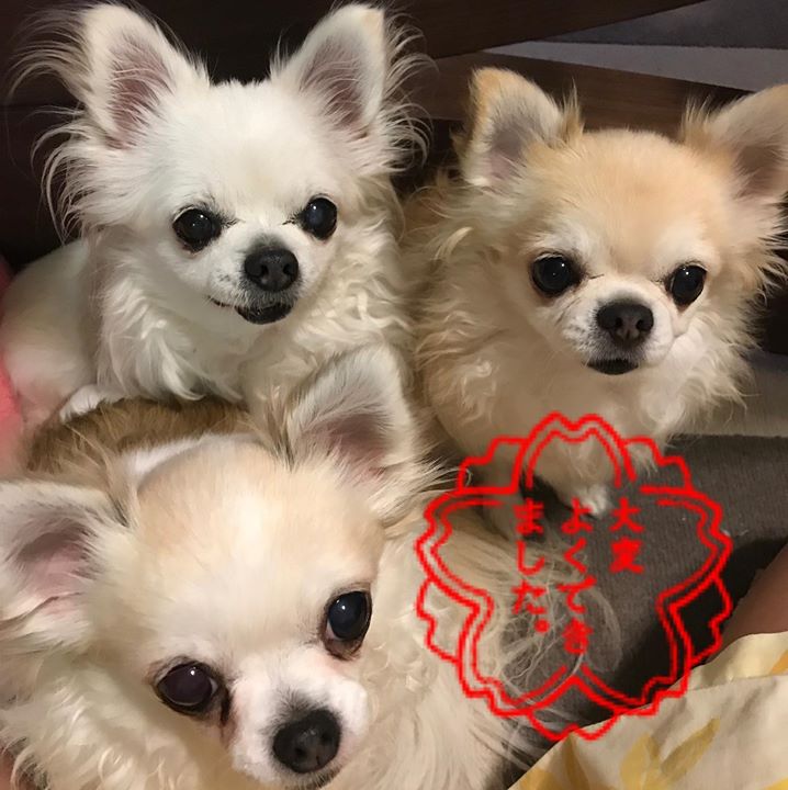 Read more about the article チームアンシャンテ全員合格しました