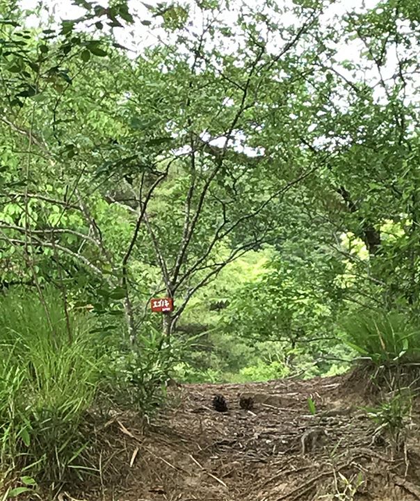 Read more about the article 松ぼっくりの門出