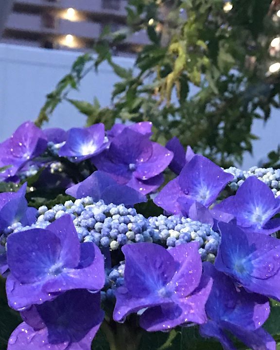 Read more about the article 雨の日か好きという方に出会いました