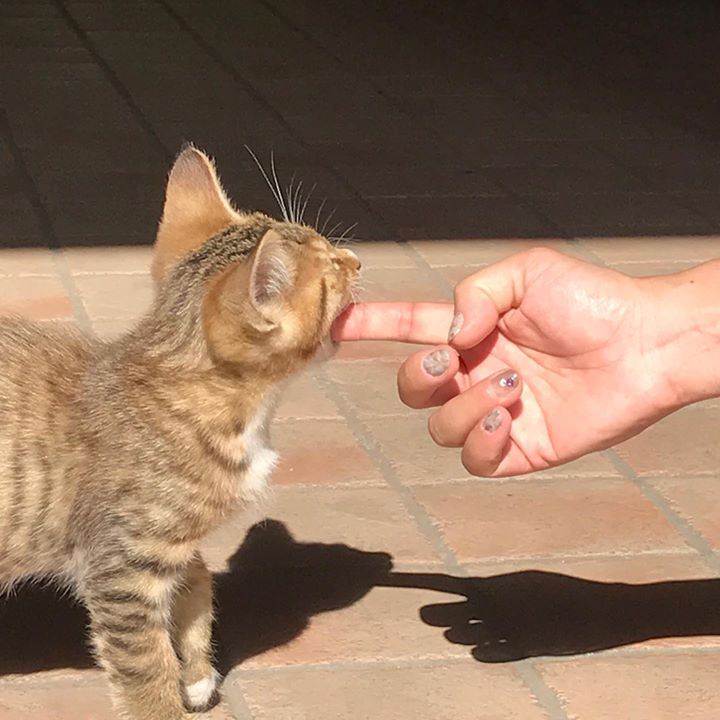 Read more about the article 小悪魔な子猫ちゃん