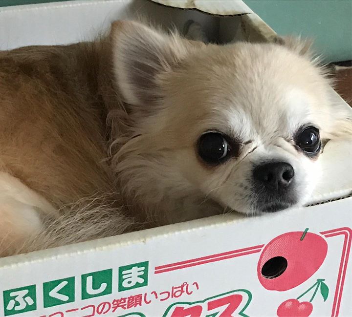 Read more about the article 僕にはお家がたくさんあるけど