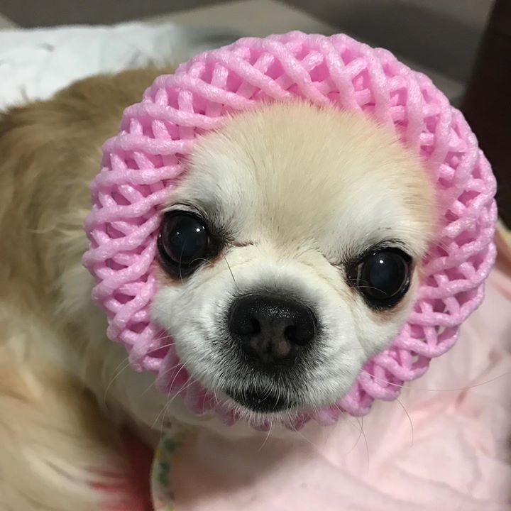 Read more about the article 昨日は満月