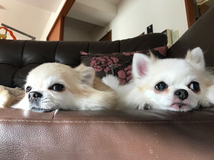 Read more about the article トリミングが終わると…