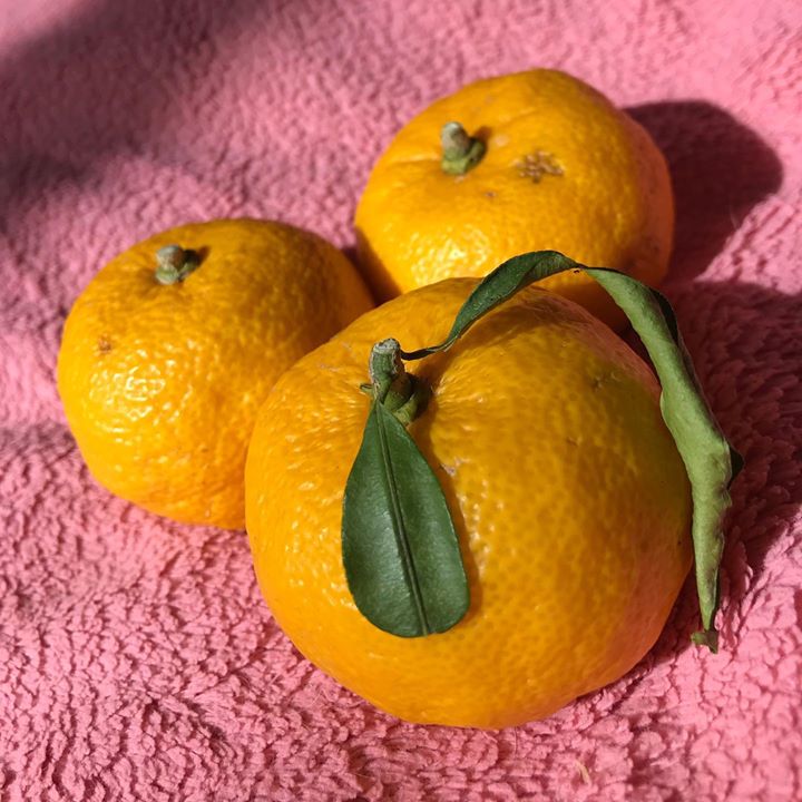 Read more about the article 香りでリフレッシュ