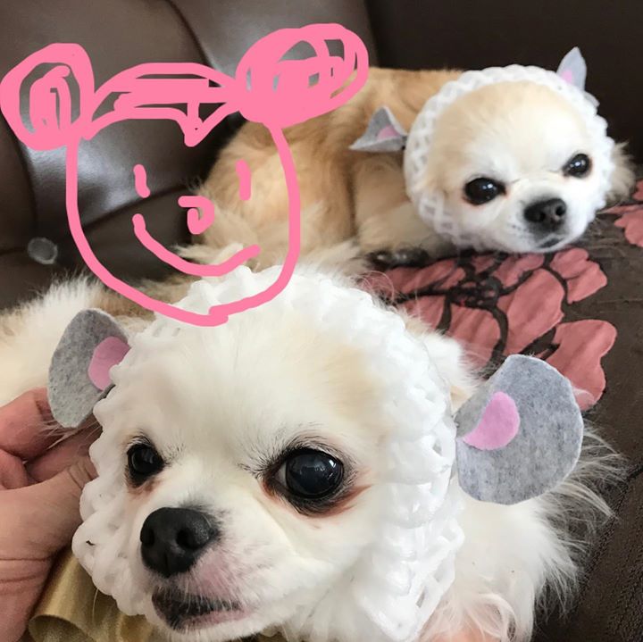 Read more about the article 明けましておめでとうございます