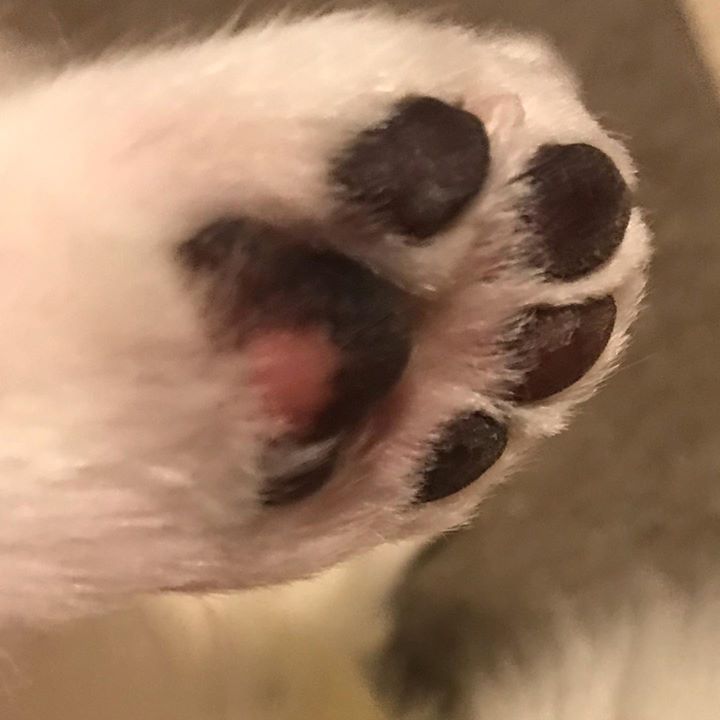 Read more about the article 今日はトリミングディ